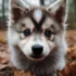 Adopt a Pomsky Today: Find Available Pomskies for Adoption