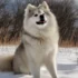 Pomsky Personality Traits: Understanding The Temperament And Behavior Of Pomskies