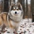 Where To Buy A Pomsky: Tips For Finding A Reputable Breeder