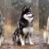Blue Pearl Pomsky: A Guide To This Rare And Beautiful Breed