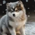 Pomskies For Sale In San Diego