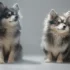 Are Pomskies Good With Other Dogs? All You Need To Know