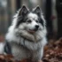 Do Pomskies Stay Small? Understanding The Size And Appearance Of This Designer Breed