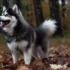 Understanding Adult Pomsky Size: What To Expect As Your Puppy Grows Up