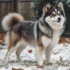 Pomsky Teacup For Sale: Finding Your Perfect Companion