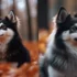 Pomskies: Understanding This Popular Designer Breed