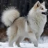 Can Pomskies Be Registered?