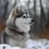 Differences Between Husky And Pomsky Explained: Size, Appearance And Temperament Compared