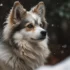 Adopting A Pomsky Puppy: Tips For Finding The Perfect Companion