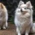 What Are Pomsky Puppies And How To Find The Right Breeder