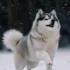 Aspen Creek Pomskies: What You Need To Know About This Pomsky Breeder