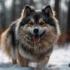 Mini Pomsky Full Grown Size: What To Expect