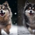 F1B Pomsky: Understanding The Ultimate Mix