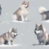 Pomsky Adulto: Cómo Mantener a tu Pomsky Sano y Feliz