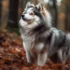 Pomsky Weight Full Grown: Understanding The Size And Appearance Of Pomskies