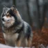 Pomsky Haircut Styles: Top Grooming Tips For Your Adorable Pomsky