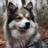 Pomsky Puppies For Sale in Richmond VA