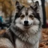 Pomskies for Sale in Puerto Rico: Find Your Perfect Companion
