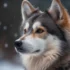 Buy Pomsky Online: Tips For Finding A Reputable Breeder