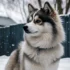 Pomsky Pricing: How Much Does A Pomsky Cost?