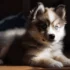 FAQs about Pomsky Puppies