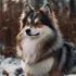 Blue Pomsky: Understanding The Size And Appearance Of This Stunning Breed