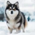 Pomskies for Sale: Finding the Perfect Furry Companion