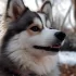 Do Pomskies Shed? Shedding and Allergies Explained