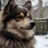 Pomsky Training: Tips and Tricks for a Well-Behaved Pomsky