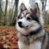 Small Pomskies: Understanding Their Unique Size and Appearance