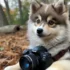 Female Pomsky Puppies for Sale: Find Your Furry Companion Today!