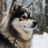 Where To Buy A Pomsky: Tips For Finding The Perfect Companion