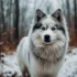 Pomsky vs. Pomeranian and Husky: Understanding the Mix