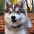 Affordable Pomskies under $1000: Where to Find Your Perfect Companion