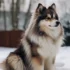 Pomsky Mini Puppies For Sale: Find Your New Furry Friend Now
