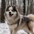 Black Pomsky: Size, Appearance And Temperament