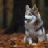 Pomsky Puppy Cost: How Much Should You Expect To Pay?