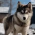 Adopt a Pomsky in Illinois: Find Your Furry Companion Today!