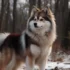 Do Pomskies Need Haircuts? A Guide To Proper Pomsky Grooming