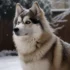 Adopt A Pomsky Puppy: Tips And Tricks For Finding The Right Companion