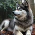 Pomsky Breeders in Wisconsin
