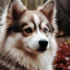 Poodle Pomsky Mix: Understanding the Unique Personality Traits of this Popular Pomsky Hybrid