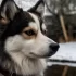 Pomsky for Adoption in NC: Find Your Furry Friend Today