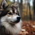 Pomsky Fox for Sale: How to Find Your Perfect Pomsky Companion