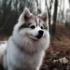 Pomsky Mini Puppies: Everything You Need to Know About These Adorable Dogs