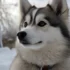 Pomskies for Sale Under $500 in Michigan: Where to Find Your Affordable Furry Companion