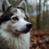 Pomskies for Sale in Tulsa: Find Your Perfect Companion