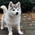 Pomsky Puppies for Sale on Craigslist: Tips for Finding a Reputable Breeder