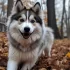 Pomsky for Adoption in NY: Find Your Furry Friend