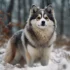 Pomskies for Sale under $500 in California